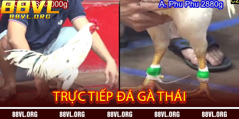 Trực Tiếp Đá Gà Thái